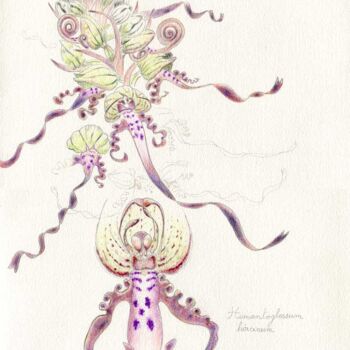 图画 标题为“Himantoglossum hirc…” 由Myriam Schmaus, 原创艺术品, 铅笔