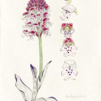 Zeichnungen mit dem Titel "Orchis ustulata" von Myriam Schmaus, Original-Kunstwerk, Bleistift