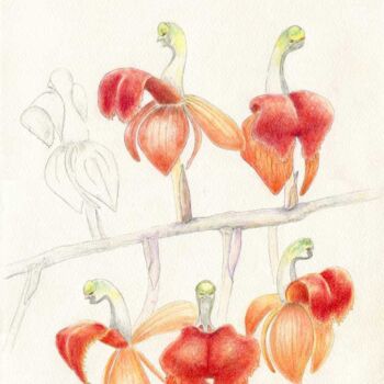 Zeichnungen mit dem Titel "Liparis latifolia" von Myriam Schmaus, Original-Kunstwerk, Bleistift