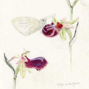 Dibujo titulada "Ophrys arachnitifor…" por Myriam Schmaus, Obra de arte original, Pastel