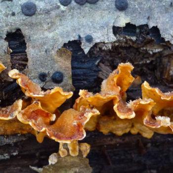 Photographie intitulée "champignons sur arb…" par Myriam Wetzstein, Œuvre d'art originale, Photographie numérique