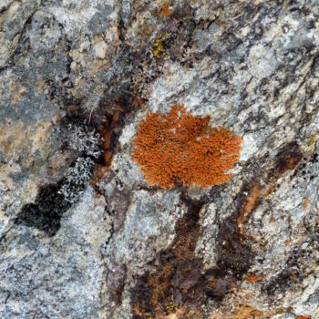 Photographie intitulée "arbre roux sur roche" par Myriam Wetzstein, Œuvre d'art originale, Photographie non manipulée