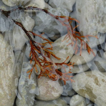 Photographie intitulée "larmes de myrtillier" par Myriam Wetzstein, Œuvre d'art originale, Photographie non manipulée