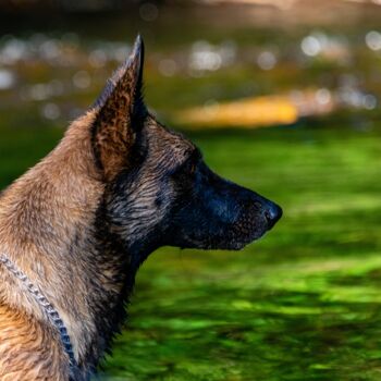 Fotografia zatytułowany „CANIS LUPUS 002 - B…” autorstwa Naep, Oryginalna praca, Fotografia cyfrowa