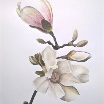 Dibujo titulada "Branche de Magnolias" por Nathalie Si Pié, Obra de arte original, Lápiz