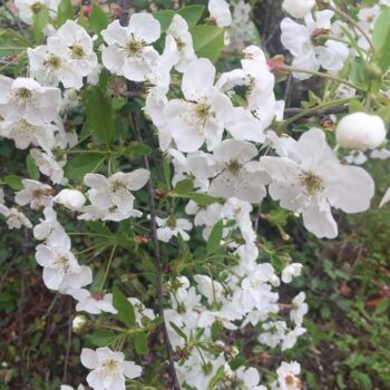 Malarstwo zatytułowany „Flores brancas do c…” autorstwa Neide Martins, Oryginalna praca, Fotografia cyfrowa