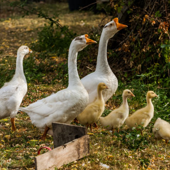 Photography titled "Marco Familly" by Nicolas Bernié, Original Artwork