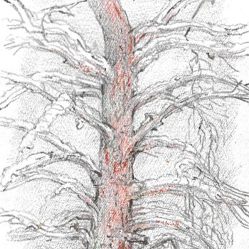 Dibujo titulada "Pin sylvestre" por Nicolas Boldych, Obra de arte original, Lápiz