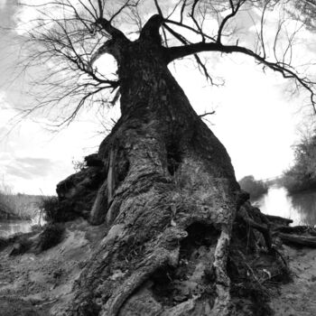 Photography titled "Arbol con rio de fo…" by Nicolas Giannatasio, Original Artwork, Digital Photography