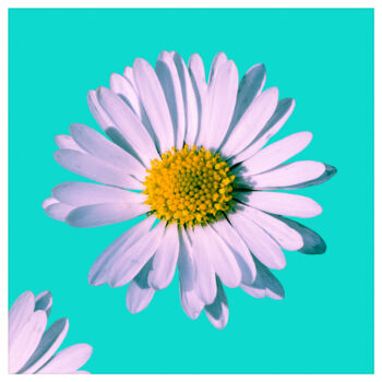 Fotografía titulada "Daisy blossom pop 1." por Nicolas-Monk.Gd, Obra de arte original, Fotografía digital