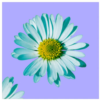 Fotografía titulada "Daisy blossom pop 2." por Nicolas-Monk.Gd, Obra de arte original, Fotografía digital