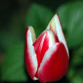 Fotografía titulada "Tulpe" por Nina Boos, Obra de arte original