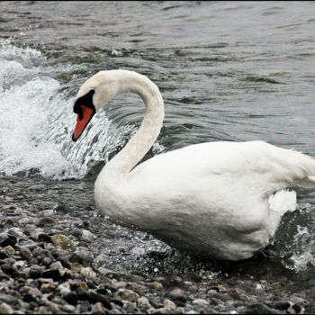 Fotografia intitolato "onda-cigno-vv.jpg" da Noelle9, Opera d'arte originale