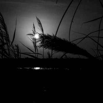 Fotografia intitulada "late sunshine II" por Walkingsea, Obras de arte originais