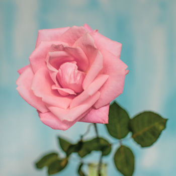 Fotografie getiteld ""Be Rose"" door Natalia Zavialova, Origineel Kunstwerk, Digitale fotografie