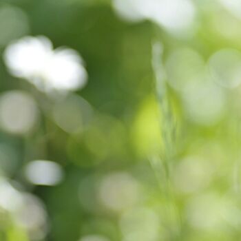 Photographie intitulée "nigelle" par Oeildepierre, Œuvre d'art originale