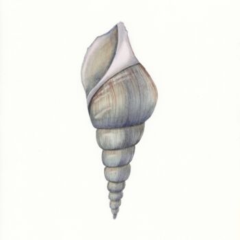 Painting titled "Gray shell" by Olena Zhylenko, Original Artwork, Watercolor