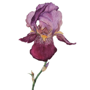 Painting titled "Iris" by Olha Mosuzenko, Original Artwork, Watercolor