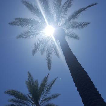 Fotografia intitolato "SUN PALM SKY" da Omsurya Sandra Inti Ruphay, Opera d'arte originale