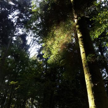 Fotografie getiteld "BAUMDIMENSIONWALD" door Omsurya Sandra Inti Ruphay, Origineel Kunstwerk