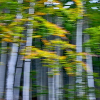 Photographie intitulée "Bambous" par Alain Brasseur, Œuvre d'art originale