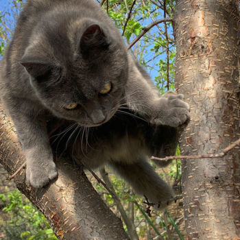 Photographie intitulée "chat'perlipopette,…" par Alain Brasseur, Œuvre d'art originale