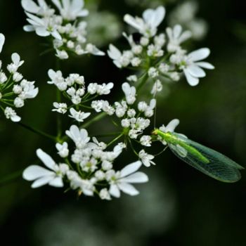 Photographie intitulée "DSC 8100" par Alain Brasseur, Œuvre d'art originale