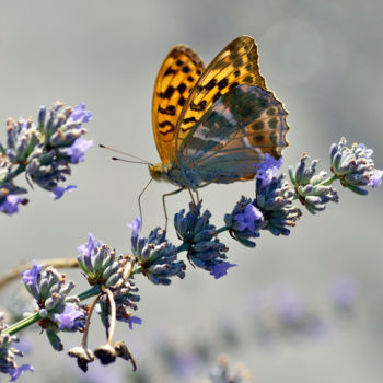 Fotografía titulada "Argynnis elisa" por Alain Brasseur, Obra de arte original