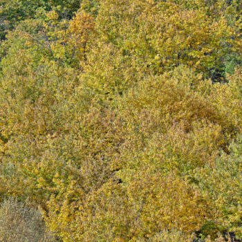 Photographie intitulée "Eclats d'automne 10" par Alain Brasseur, Œuvre d'art originale