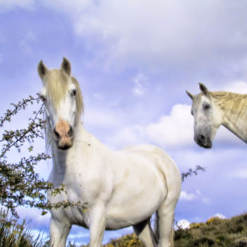 Photographie intitulée "Camarguais" par Alain Brasseur, Œuvre d'art originale