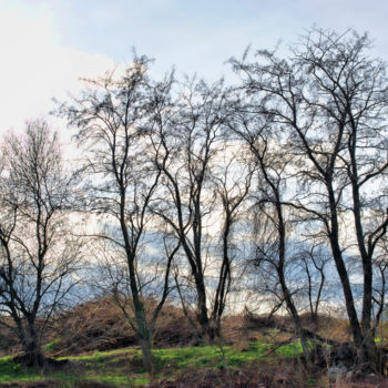 Photographie intitulée "Bosquet nu" par Alain Brasseur, Œuvre d'art originale