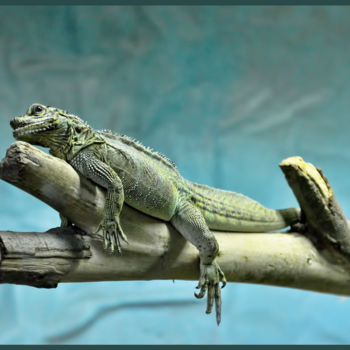 "Reptile" başlıklı Fotoğraf Alain Brasseur tarafından, Orijinal sanat