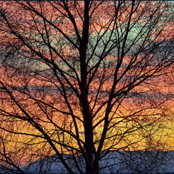 Photography titled "Dentelle de bouleau" by Alain Brasseur, Original Artwork