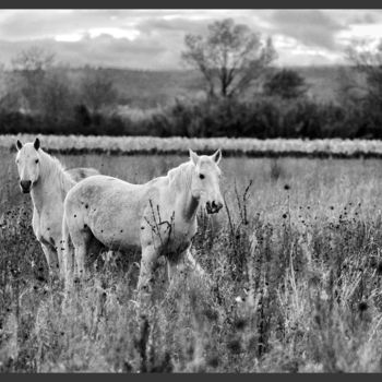 Photography titled "Chevaux de Camargue" by Alain Brasseur, Original Artwork