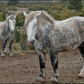 Photography titled "Percherons." by Alain Brasseur, Original Artwork