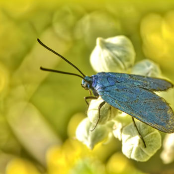 Photography titled "Zygène turquoise." by Alain Brasseur, Original Artwork