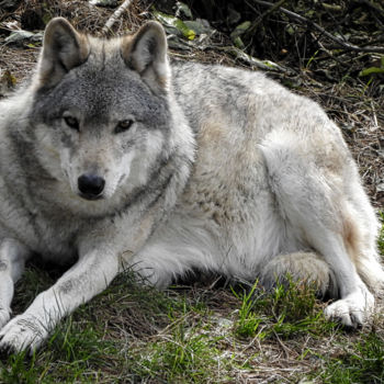 Photographie intitulée "Loup de Pologne. 3" par Alain Brasseur, Œuvre d'art originale