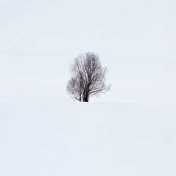 Fotografie getiteld "tree69" door Orhan Güldeste, Origineel Kunstwerk, Niet gemanipuleerde fotografie