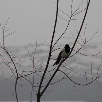 Photography titled "bird lovers" by Orhan Güldeste, Original Artwork, Non Manipulated Photography