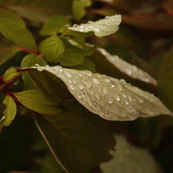 Photographie intitulée "water drops on the…" par Orhan Güldeste, Œuvre d'art originale, Photographie numérique