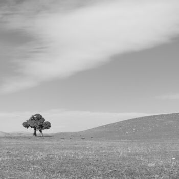 Photography titled "lonely tree in natu…" by Orhan Güldeste, Original Artwork, Non Manipulated Photography