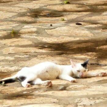 Photography titled "* Le Chat de Gorée…" by Patrice Le Gall, Original Artwork