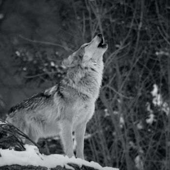 Fotografia zatytułowany „LE HURLEMENT DU LOU…” autorstwa Patrice Vial, Oryginalna praca, Fotografia cyfrowa Zamontowany na a…