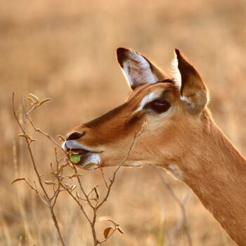 Photography titled "IMPALA - LE PORTRAIT" by Patrice Vial, Original Artwork, Non Manipulated Photography Mounted on Aluminium