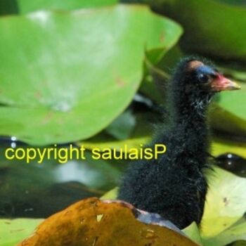 Photography titled "bebe foulque" by Patricia Saulais, Original Artwork