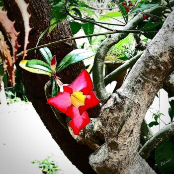 ""Plumeria" Flower." başlıklı Fotoğraf Patrick John Bennett (Patrice) tarafından, Orijinal sanat, Dijital Fotoğrafçılık