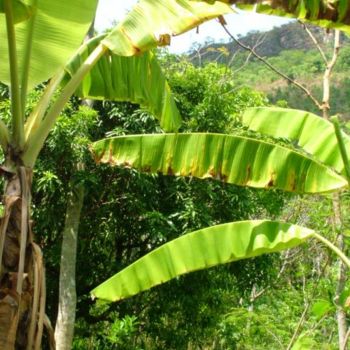 Fotografía titulada "Bananas" por Paula Reschini, Obra de arte original