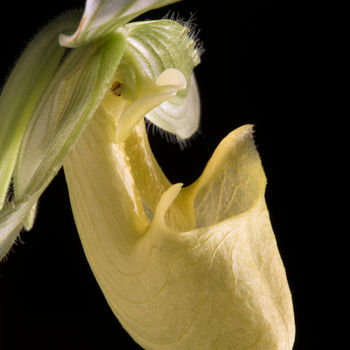 Fotografía titulada "Orchidée sabot de V…" por Pierre Boillon, Obra de arte original, Fotografía digital