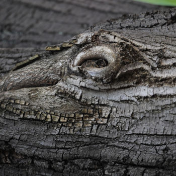 Fotografía titulada "L'oeil du croco" por Pierre Boillon, Obra de arte original, Fotografía digital Montado en Aluminio