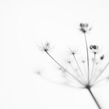 Photography titled "Fleurs de givre" by Nao Fujiwara, Original Artwork, Digital Photography